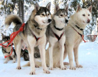 laponie chiens de traineaux photo