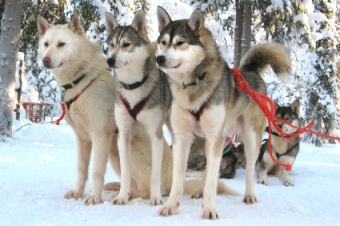 laponie photo chiens traineau